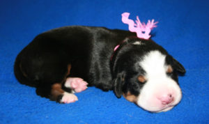 Mattie at one week.